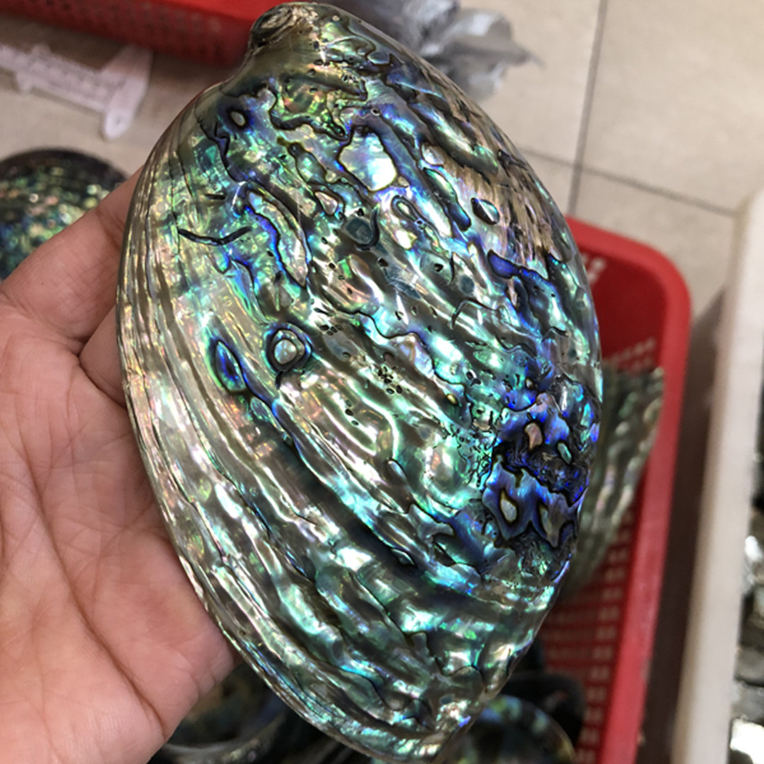 Aquarium Fish New Zealand - 1ชิ้นใหม่นิวซีแลนด์หอยเป๋าฮื้อขัดธรรมชาติตกแต่งตู้ปลาทำด้วยมือลูกปัดเครื่องประดับกล่องจัดเก็บจานถังใส่ปลา