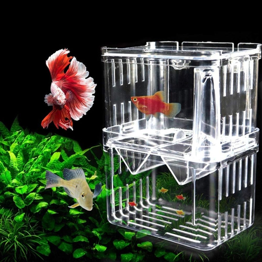 ตู้ปลาสำหรับเลี้ยงลูกปลา กุ้งก - Aquarium Fish Reproduction บทวิจารณ์และราคา