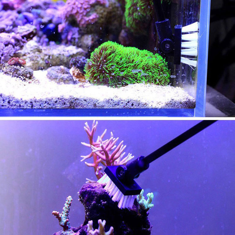 ตกปลาแปรงทําความสะอาดถังน้ําทะ - Algae Scraper Blade บทวิจารณ์และราคา