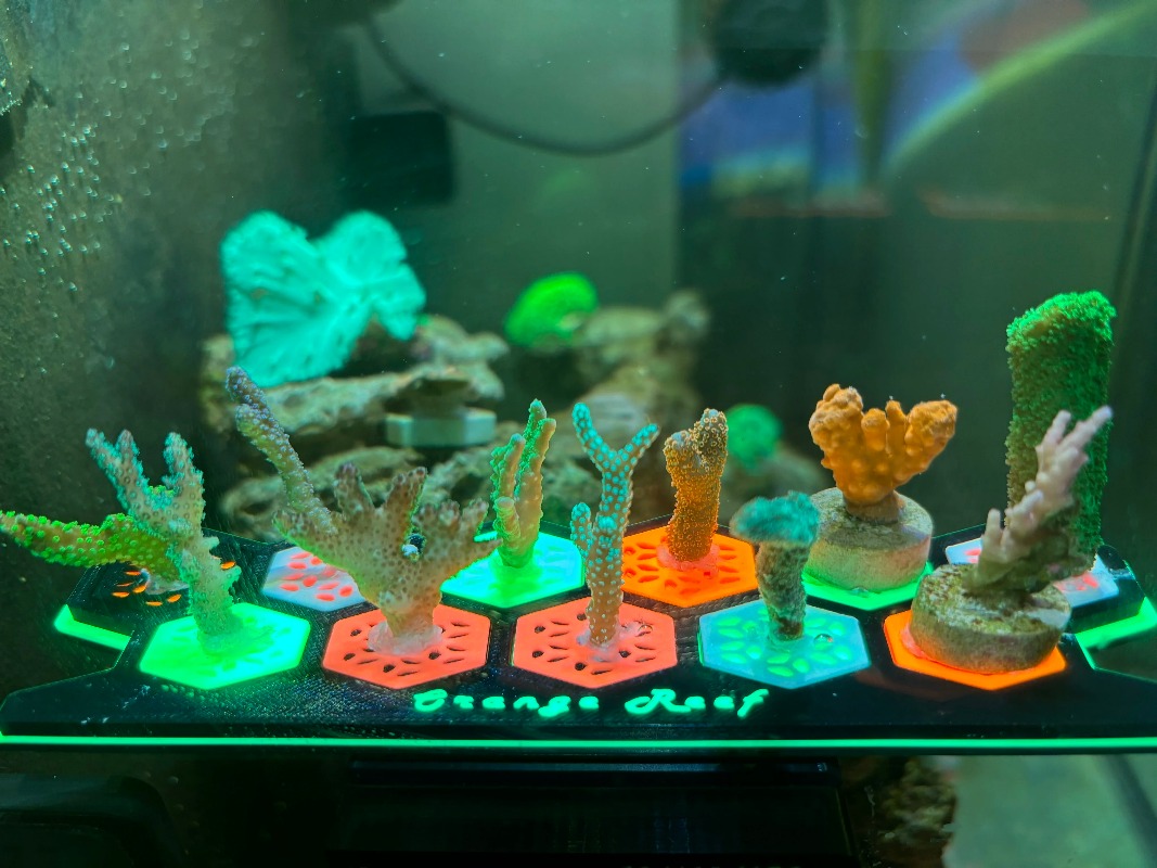 ปลั๊กปะการังเรืองแสง ฐานเพาะพั - Aquarium Fish Reproduction บทวิจารณ์และราคา