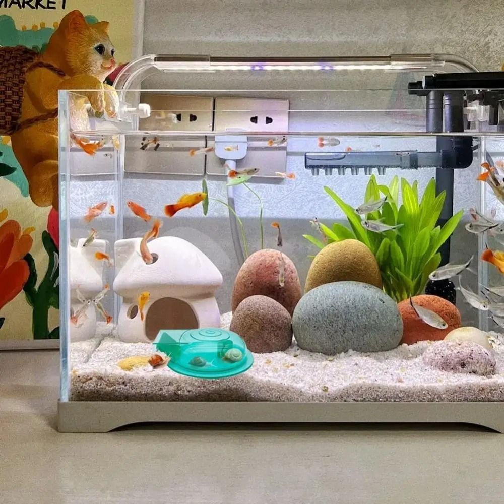 กับดักหอยทากในตู้ปลา น้ำจืด น้ - Aquarium Fish Eggs บทวิจารณ์และราคา