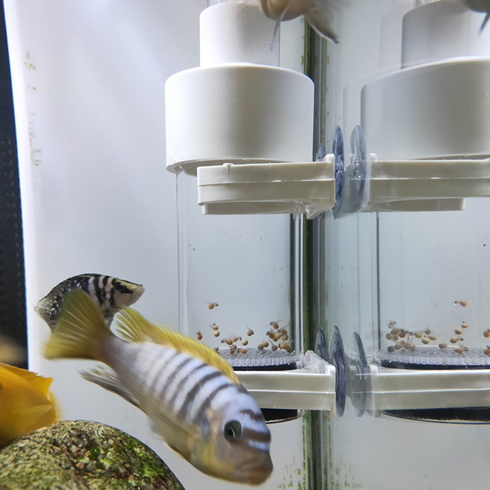 ตู้ฟักไข่ปลาซิกลิดขนาด 40 มม.  - Aquarium Fish Eggs บทวิจารณ์และราคา