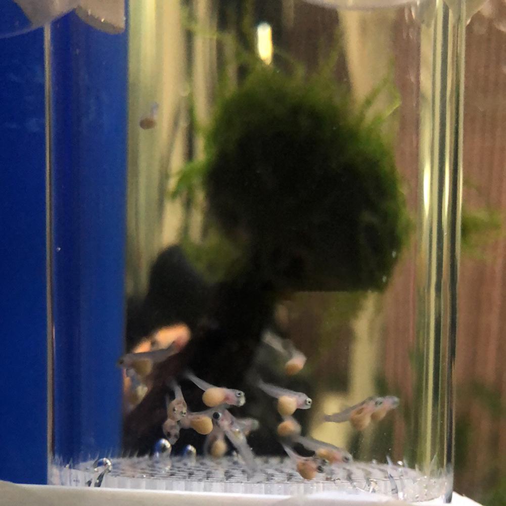 ตู้ฟักไข่ปลาซิกลิดขนาด 40 มม.  - Aquarium Fish Eggs บทวิจารณ์และราคา