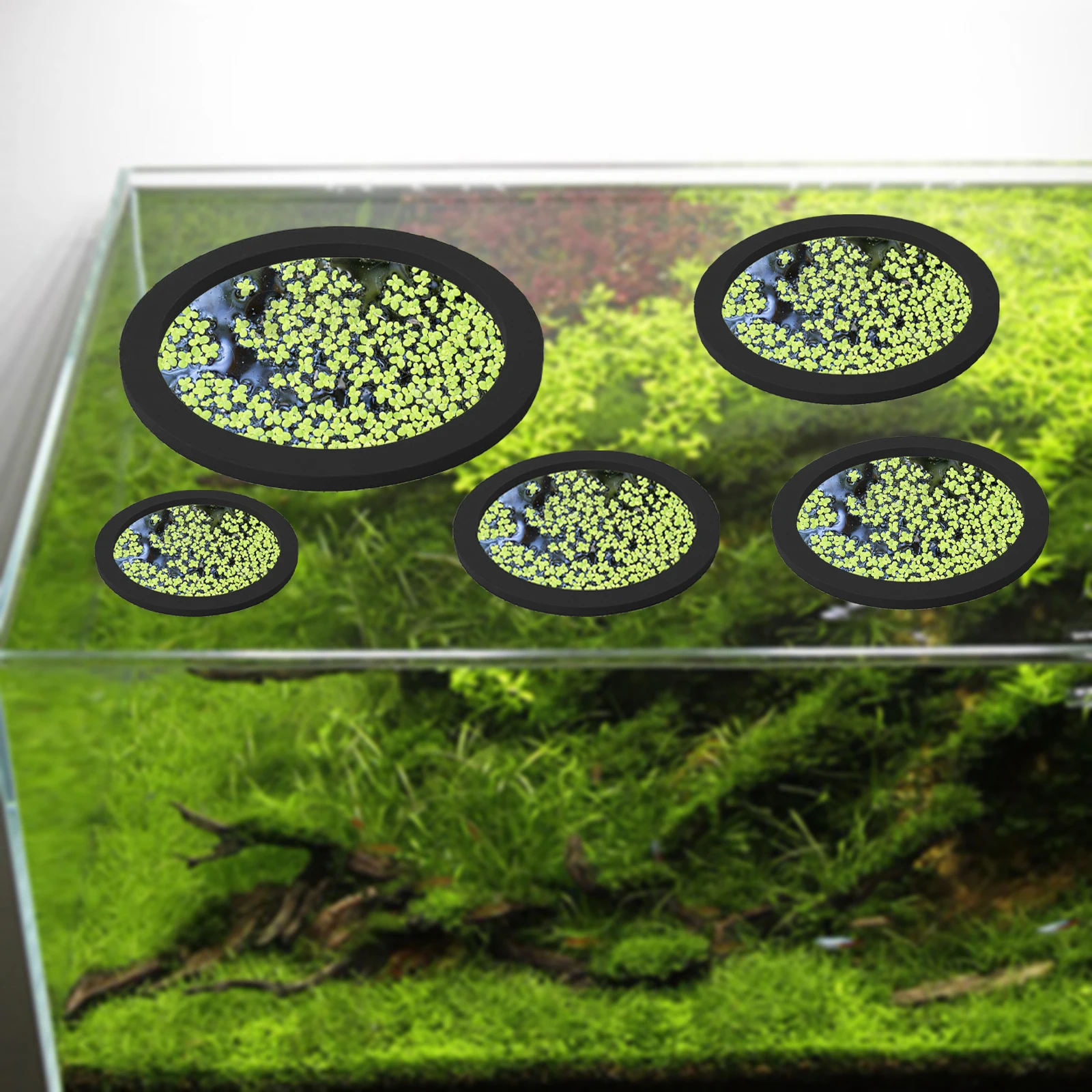 5 ชิ้น EVA ปลา Feeding แหวน Aq - Aquarium Fish Land บทวิจารณ์และราคา