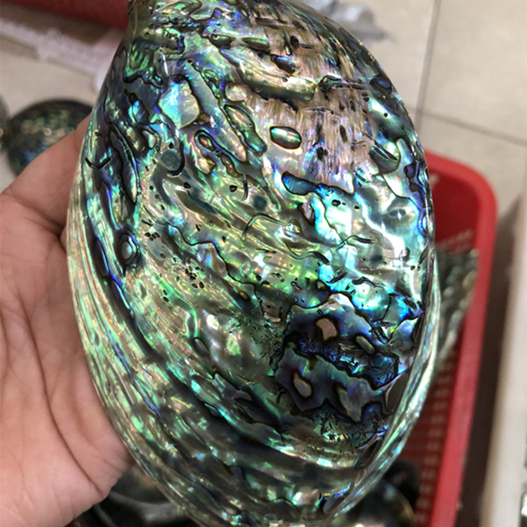 1ชิ้นใหม่นิวซีแลนด์หอยเป๋าฮื้อ - Aquarium Fish New Zealand บทวิจารณ์และราคา